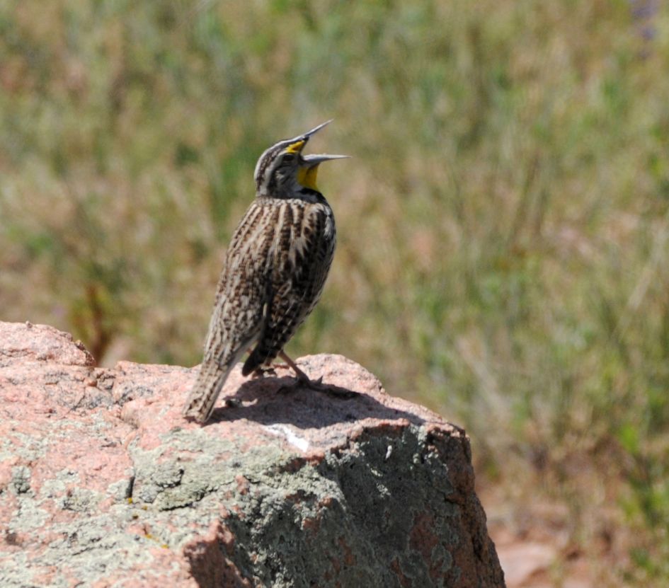 Welke vogel is dit (gezien rond Denver, Colorado) ?